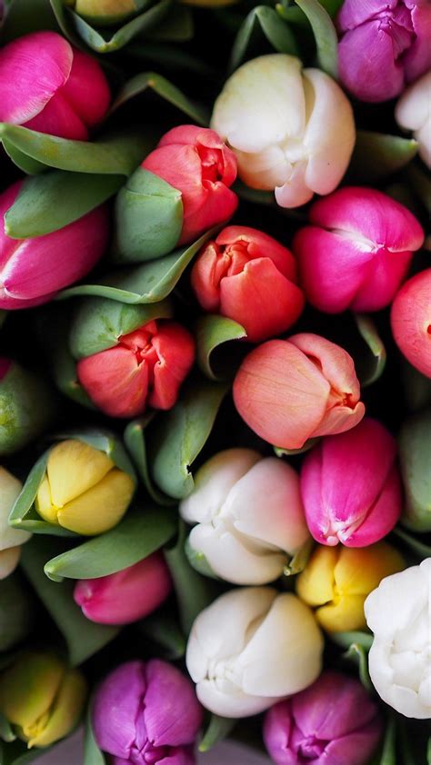 Download 52 Free Tulip Iphone Wallpaper Foto Populer Terbaik Postsid