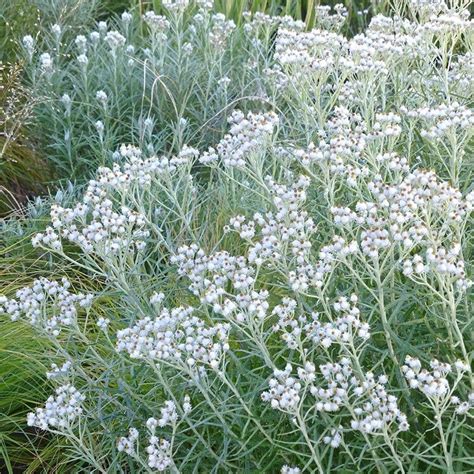 New Snow Pearly Everlasting Anaphalis Native Plants Annual Plants