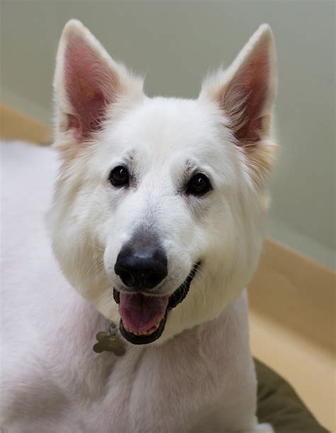 Shelter Dogs Of Portland Ghost Gentle Awesome Big White German