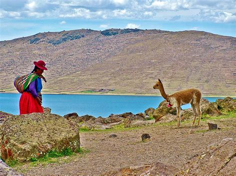 Native Woman And Her Llama Near Sullistani On Lake Ayumara Peru