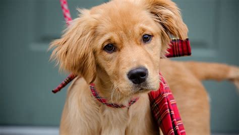 Because the red golden retriever is much. Golden Retriever Puppies: Cute Pictures And Facts ...