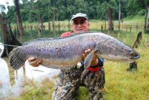 Big Fishes Of The World Snakehead Giant Channa Spp Micropeltes