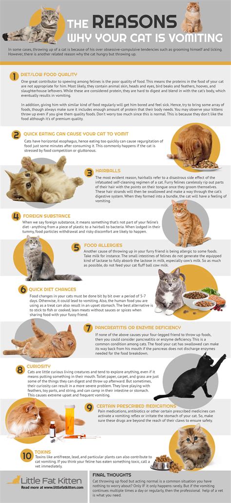 An Infographic On Reasons Why Your Cat Is Vomiting Attribution Required