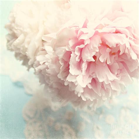 Delicate Shabby Chic Art Shabby Chic Photography Pink Peonies