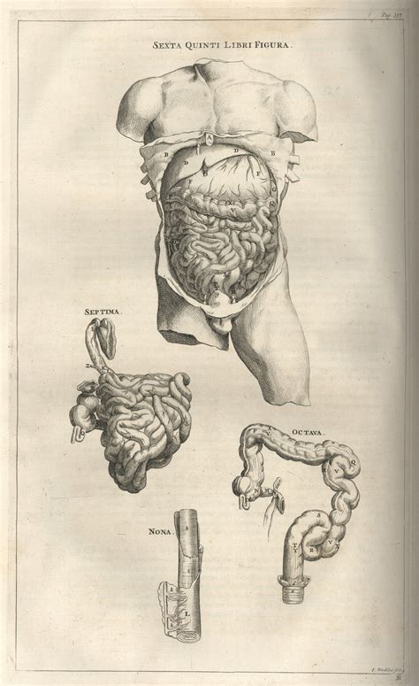 Andreas Vesalius Anatomy Art