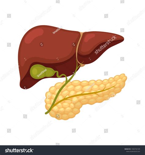 Pancreas Gall Bladder Liver Bile Ducts Stock Vector Royalty Free