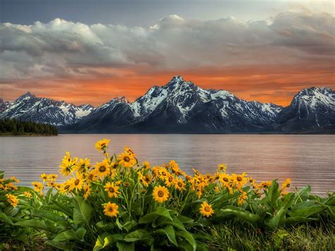 Grand Teton National Park Yellow Flowers Lake Snow Mountain Red Sunset