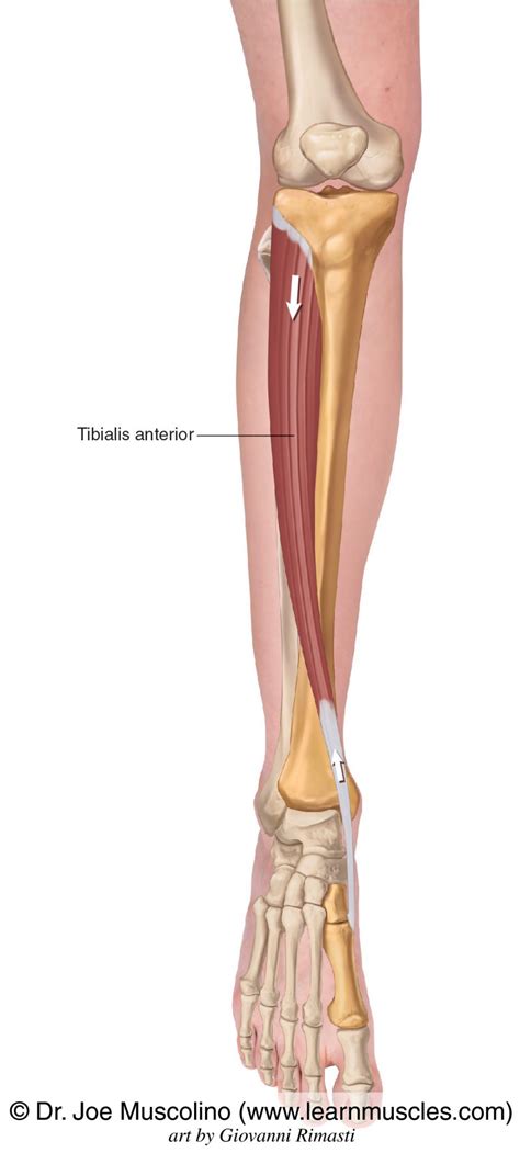 Tibialis Anterior Learn Muscles
