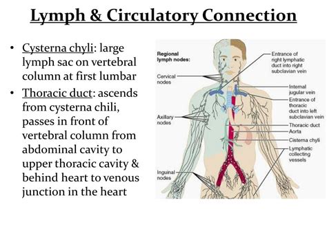 Ppt Divisions Of The Lymphatic System Powerpoint Presentation Free