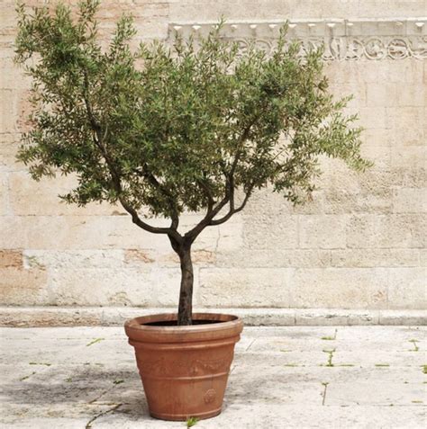 10 Olive Trees To Grow For Your Climate And Soil Yardzen