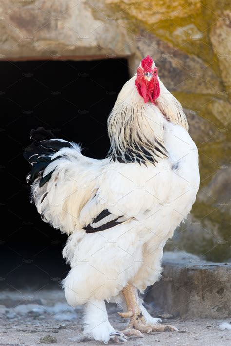brahma white rooster ~ Animal Photos ~ Creative Market