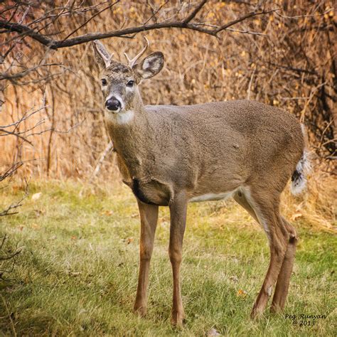 6 Point Buck Photograph By Peg Runyan