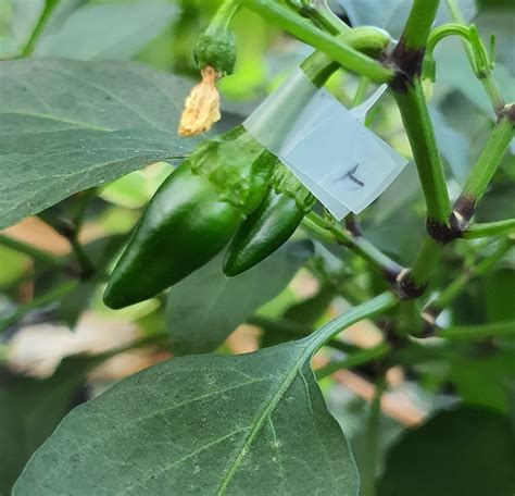 Why Is There Only One Piece Of Fruit On My Jalapeño Plant And Other