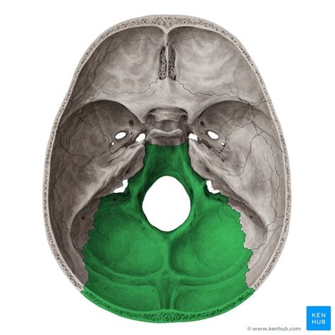 Occipital Bone Os Occipitale Image Yousun Koh Occipital