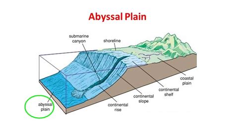 Abyssal Plain Asl Youtube