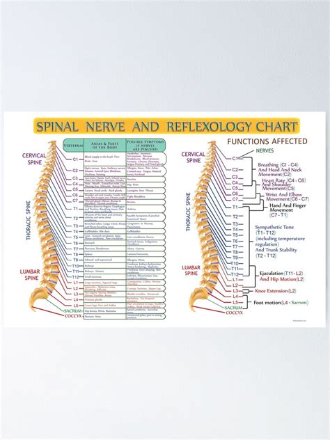 Spinal Nerve And Reflexology Chart Poster For Sale By Heartsforlove