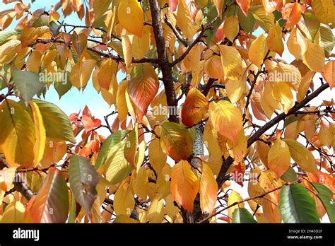 Prunus X Yedoensis Yoshino Cherry Tree Autumn Leaf Colours Yellow