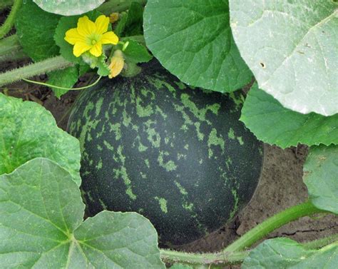Cantaloupes Plant Care And Collection Of Varieties