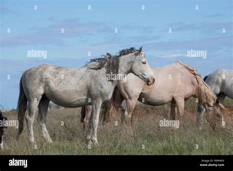 Wild Horses Equs Ferus Grazing Mustang Feral Theodore Roosevelt