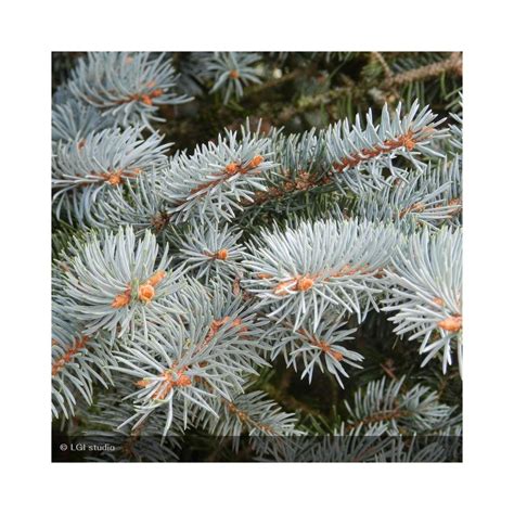 Picea Pungens Koster