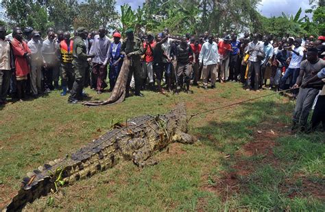 Monster Crocodile Which Ate Four Fishermen Captured In Uganda