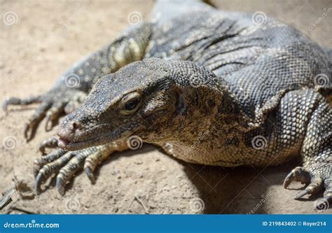 Varanus Salvator Stock Photo Image Of Lizard Animal 219843402