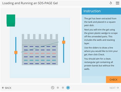 Learnsci Labsim Loading And Running An Sds Page Gel