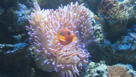 Nemo Clown Fish In Sea Anemone Video Stock Footage Video 3364283