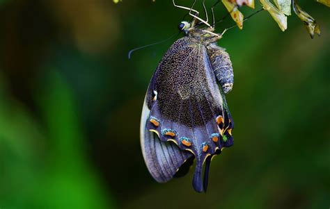 Cocoon Butterfly Hd Wallpapers