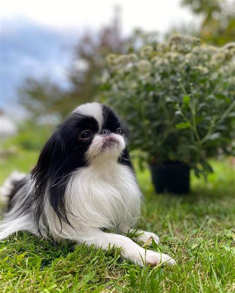 15 Interesting Facts About Japanese Chin Page 3 Of 5 The Dogman