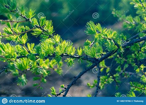 Green Foliage On Tree Branch Nature Background Stock Photo Image Of