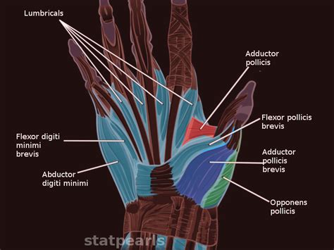 Anatomy Shoulder And Upper Limb Hand Hypothenar Eminence Article