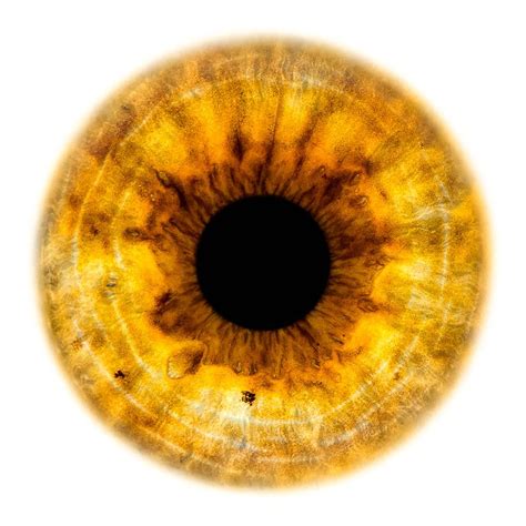 Yellow Iris Eye Yellow Eyes Eye Texture Cool Optical Illusions