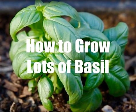 How To Grow Lots Of Basil Vertical Herb Garden Types Of Herbs Small