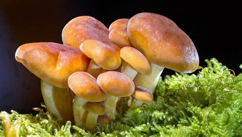 Growing Mushrooms Organically At Home - A Full Guide | Gardening Tips