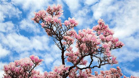 Blossom Magnolia Pink Flowers Tree Under Blue Sky Hd Magnolia