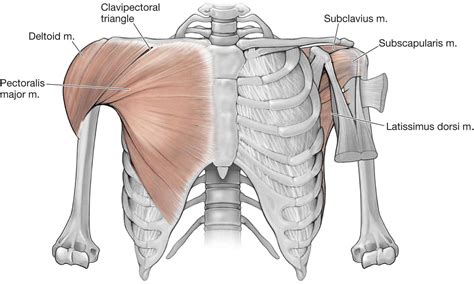 The Shoulder Musculoskeletal Key EroFound