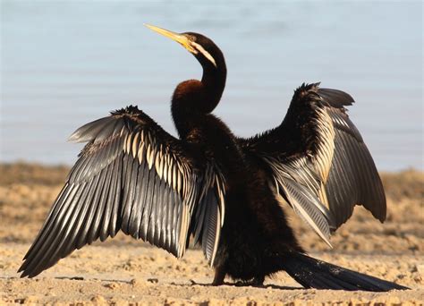 Australian Darter Birds Of Timor Leste ·