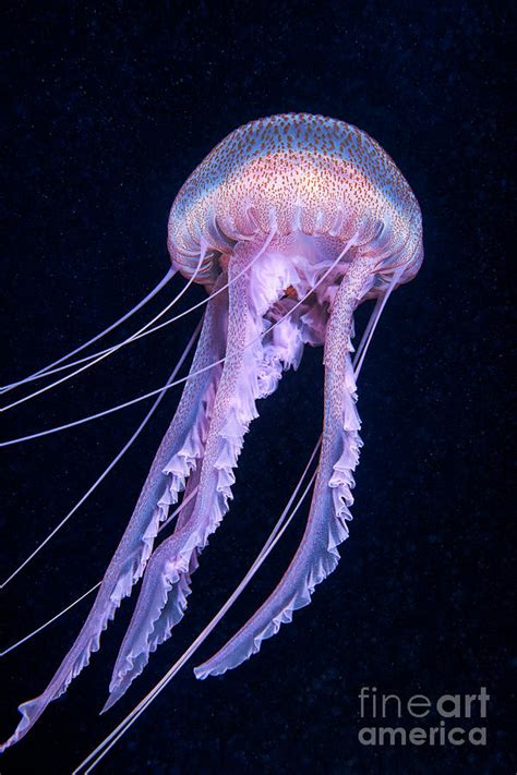 Mauve Stinger Jellyfish 3 Photograph By Alexander Semenovscience