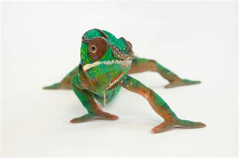 Heres What Happens When A Chameleon Looks In A Mirror