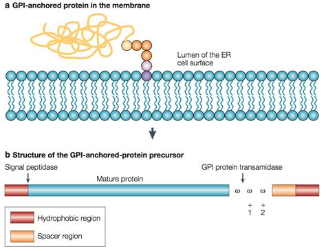 Mempro Gpi Anchored Protein Creative Biostructure