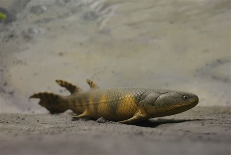 A New Twist In The Tetrapod Tale Four Legged Fish Lizard