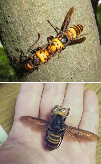 De grootte van een hoornaar is afhankelijk van zowel het geslacht als de rol. Hoornaar - Imkerpedia