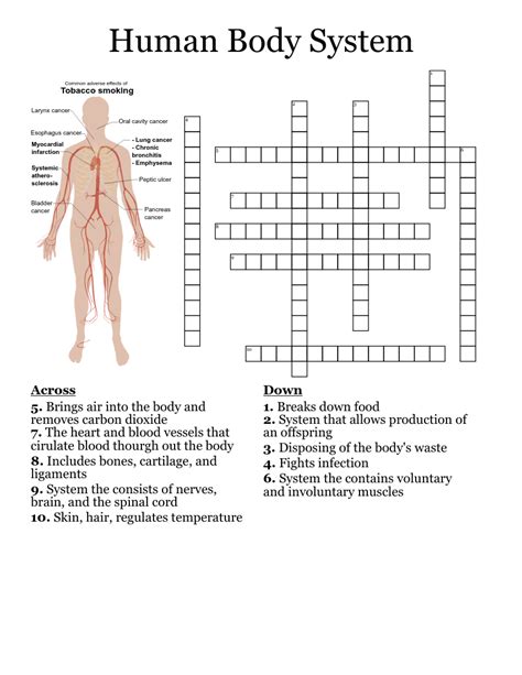 Human Body Systems Crossword Puzzle Wordmint