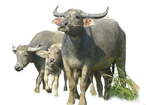 Buffalo Png Transparent Images Png All