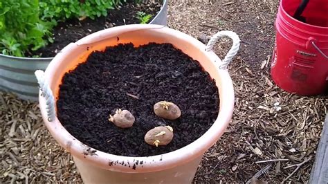Potatoes grow in a wide variety of sizes. Potato Container Garden - YouTube