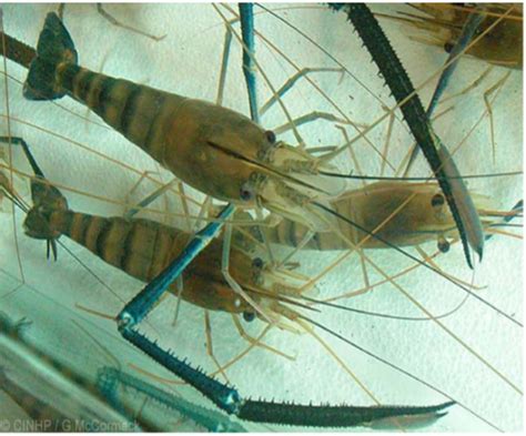 7 Freshwater Prawns In Palawan Assessed For Potential Aquaculture