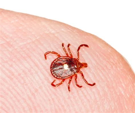 Lone Star Tick Identification And Habits Ticks In Central And Eastern
