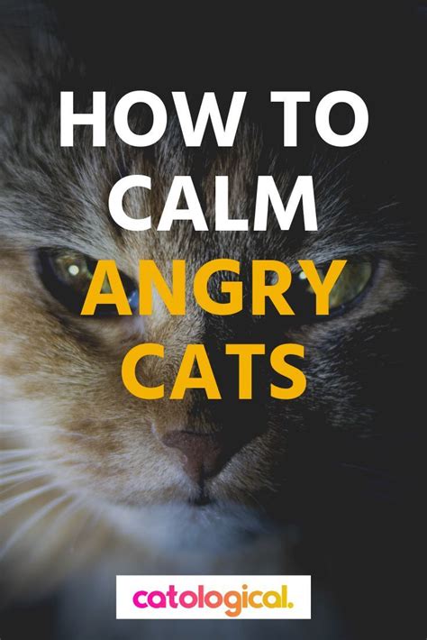 How To Calm Down Your Cat When Its Angry Scared Or Agitated Cat