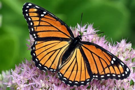 Recent Decline Of The Monarch Butterfly Linked To Climate Change